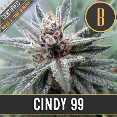 Cindy 99 blimburn seeds