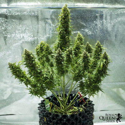 Royal jack automatic royal queen seeds
