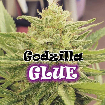 Godzilla glue féminisée Dr underground Graines de Collection