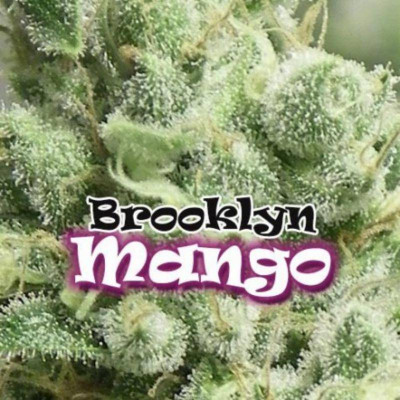Brooklyn mango dr underground Graines de Collection