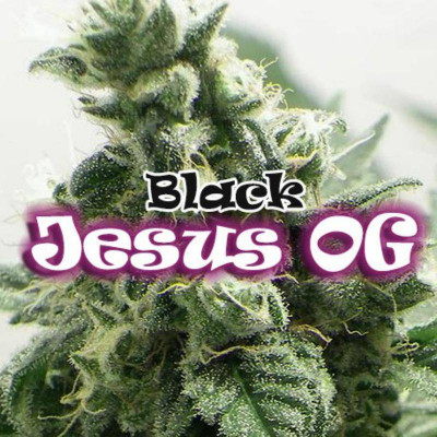 Black jesus og dr underground Graines de Collection