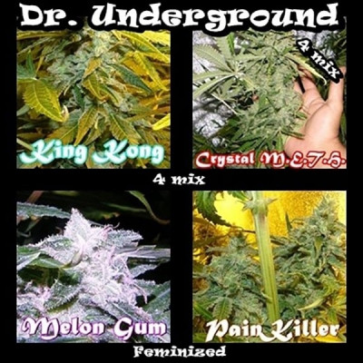 Surprise killer mix dr underground Graines de Collection