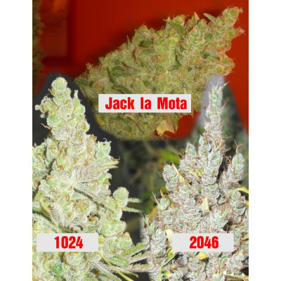 Collection 2 Medical Seeds
