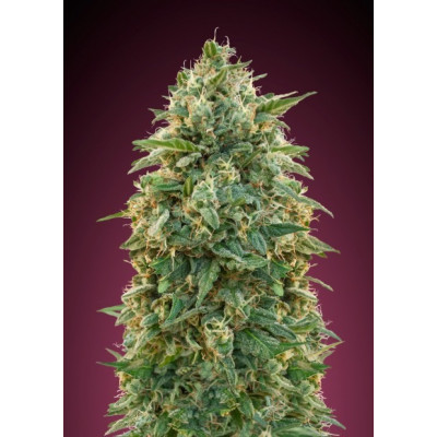 Feminized collection 5 advanced seeds