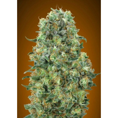 Feminized collection 6 advanced seeds