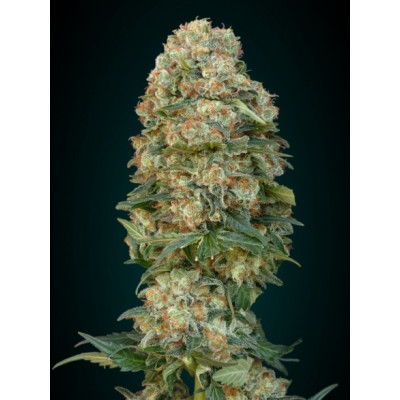 Feminized collection 1 advanced seeds