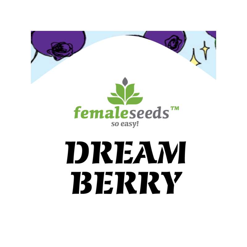 Dream berry female seeds féminisée