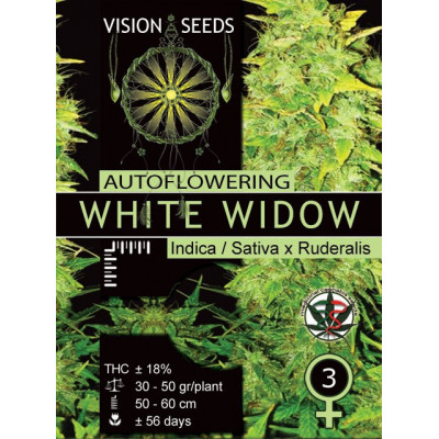 White widow auto vision seeds