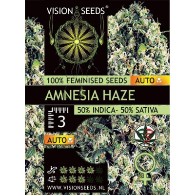 Amnesia haze auto vision seeds