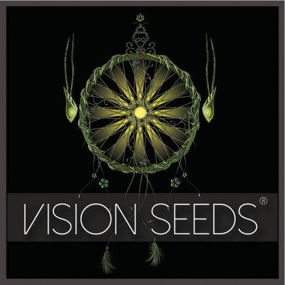 White widow féminisée vision seeds