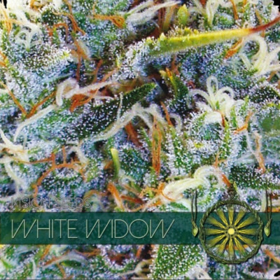 White widow féminisée vision seeds