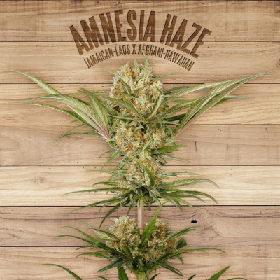 Amnesia haze the plant organic seeds