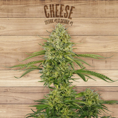Cheese the plant organic seeds Graines de Collection
