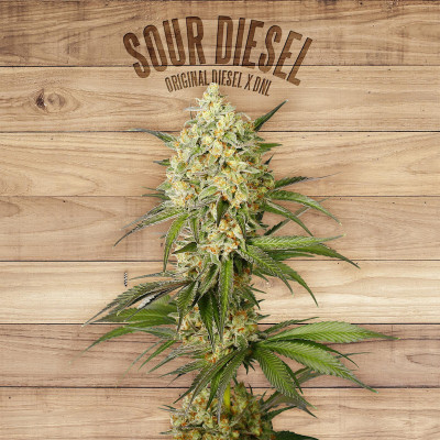 Sour diesel the plant organic seeds Graines de Collection