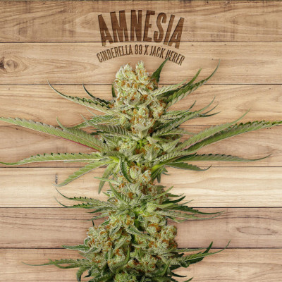 Amnesia the plant organic seeds Graines de Collection