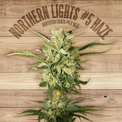 Northern lights 5 haze x OG Kush - the plant organic seeds Graines de Collection