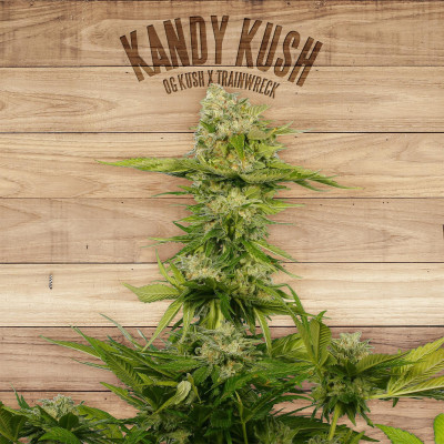 Kandy kush the plant organic seeds Graines de Collection