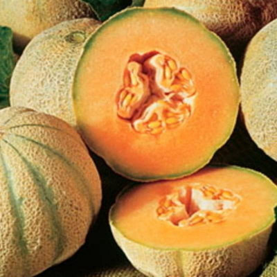Melon cantaloup charentais bio - 25 graines