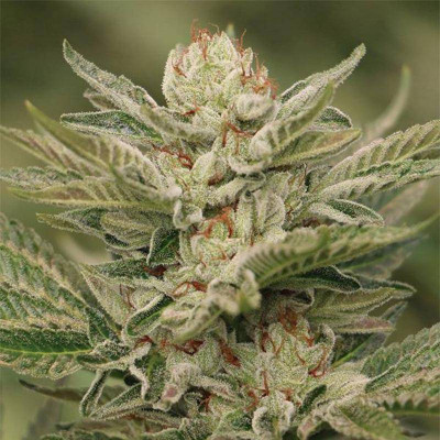 Sapphire scout humboldt seeds feminisee