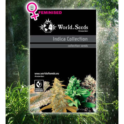 Indica collection féminisées world of seeds