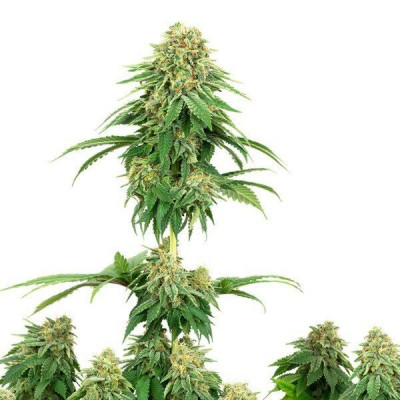 Girl scout cookies white label seeds