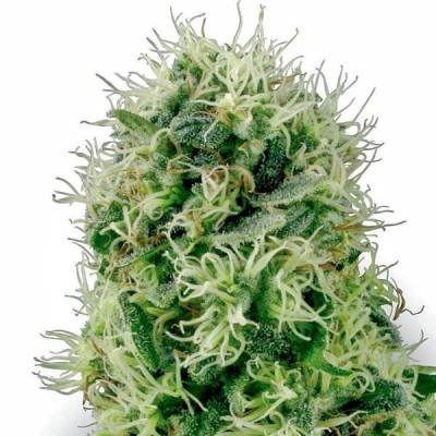 Pure power plant white label seeds