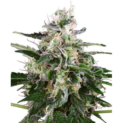 White skunk automatic white label seeds