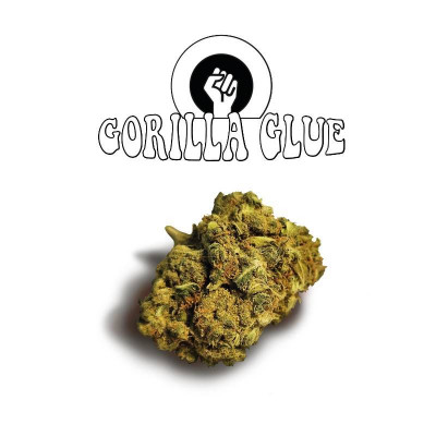Gorilla glue fleurs de CBD - boite de 1gr à 20gr