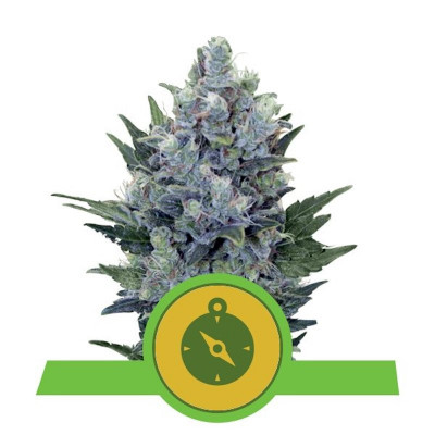 Northern light auto royal queen seeds Graines de Collection