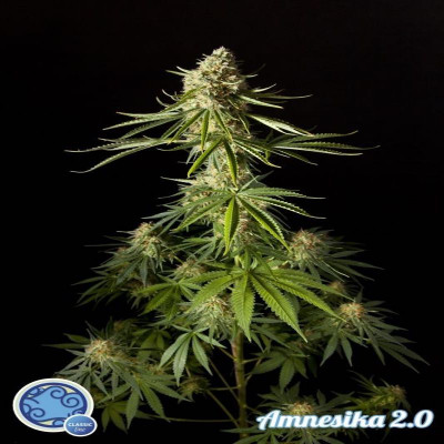 Amnesika 2.0 philosopher seeds