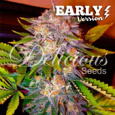 Caramelo F1 early version delicious seeds