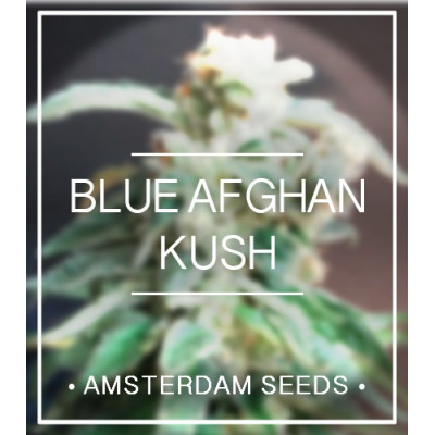 Blue afghan kush amsterdam seeds Graines de Collection