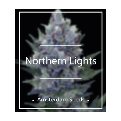 Northern lights amsterdam seeds Graines de Collection
