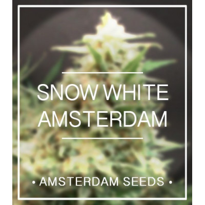 Snow white amsterdam seeds Graines de Collection