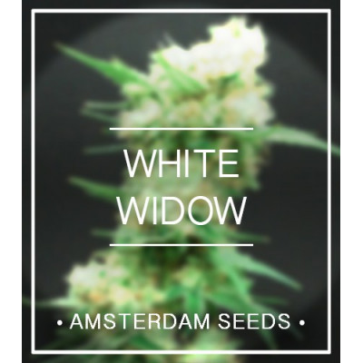 White widow amsterdam seeds Graines de Collection