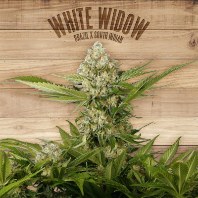 White widow the plant organic seeds