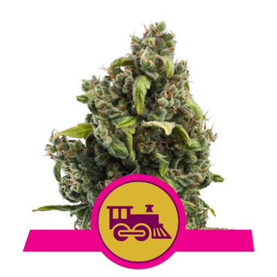 Candy kush express fast version royal queen seeds
